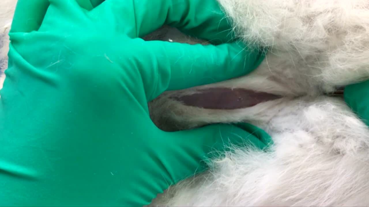 医学生理实验SPOC24-家兔膀胱插管术_高清