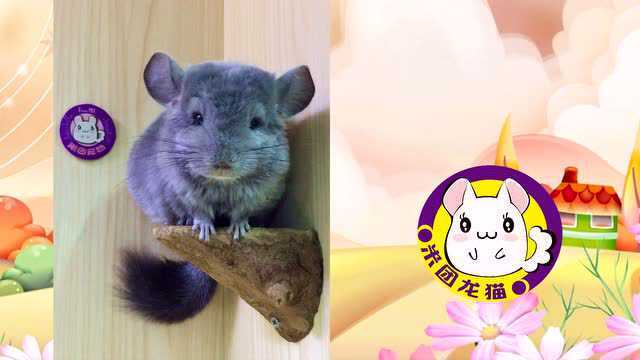 米团龙猫小宠店