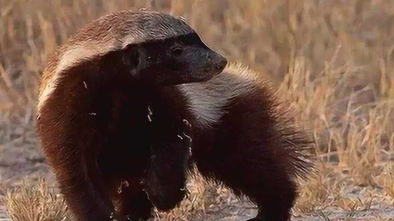 为你推荐自动连播03:33鬣狗抢食母狮,实在是太精了捡到便宜,到处吹牛