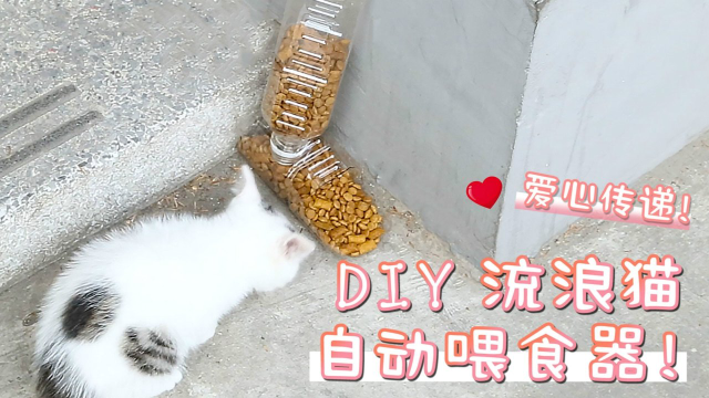 寒冬的爱心传递 !自制流浪猫自动投食器!