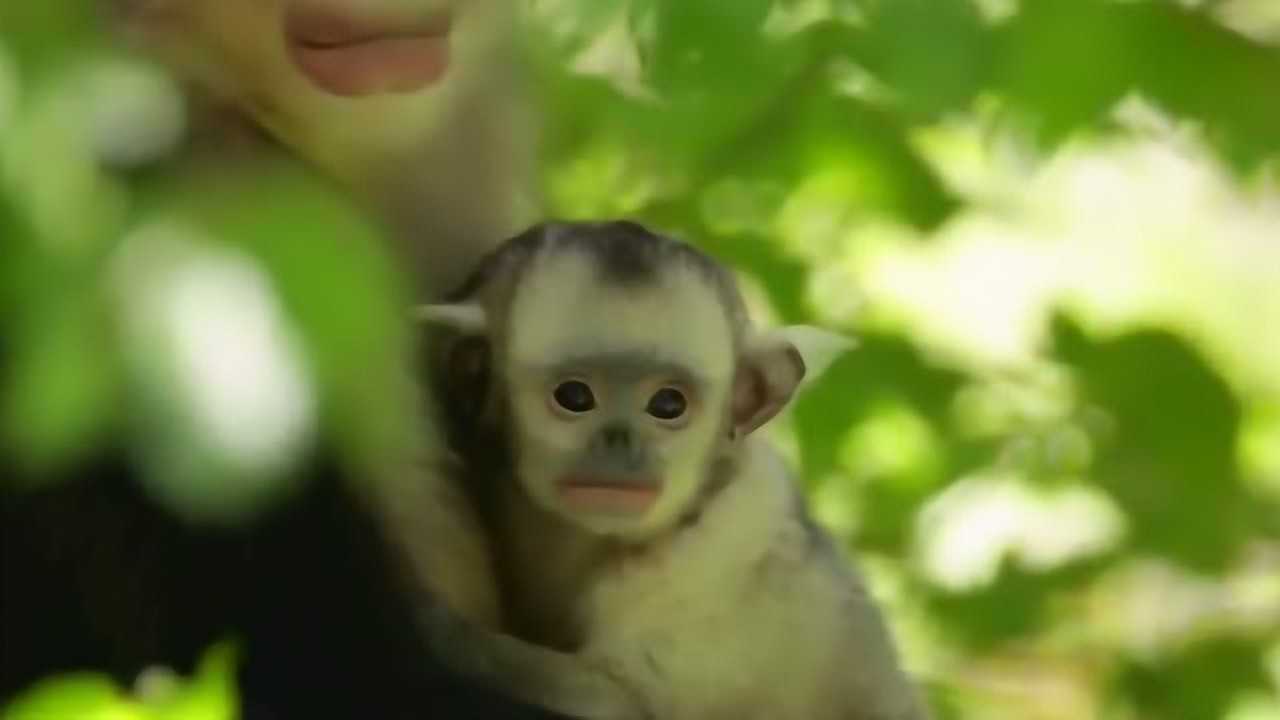 带你看不一样的猴子了解猴子的群居生活_高清