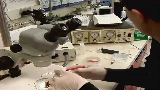 6显微注射技术模式生物斑马鱼