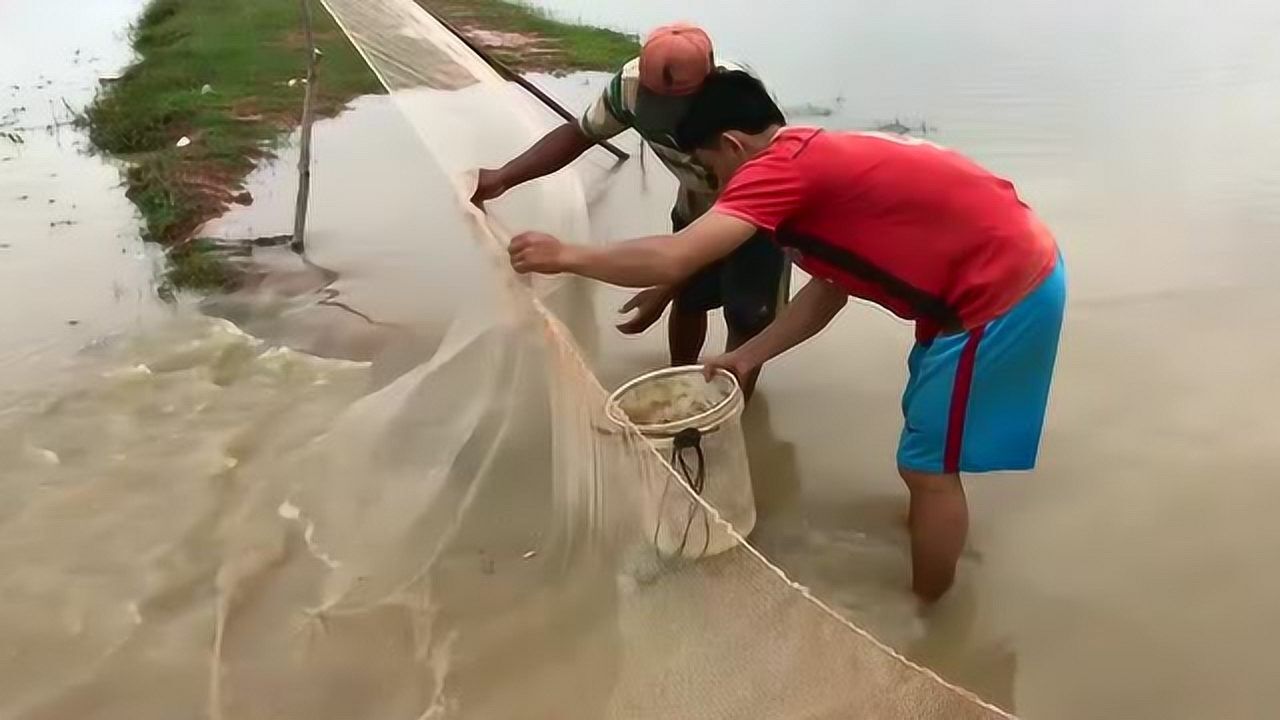 家裡沒魚吃了農村男子河裡拉網捉魚收穫大半桶小魚