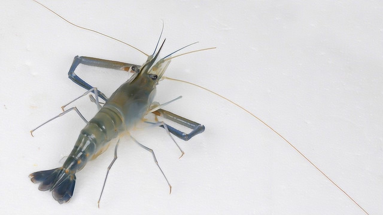 如何处理新鲜大河虾_腾讯视频