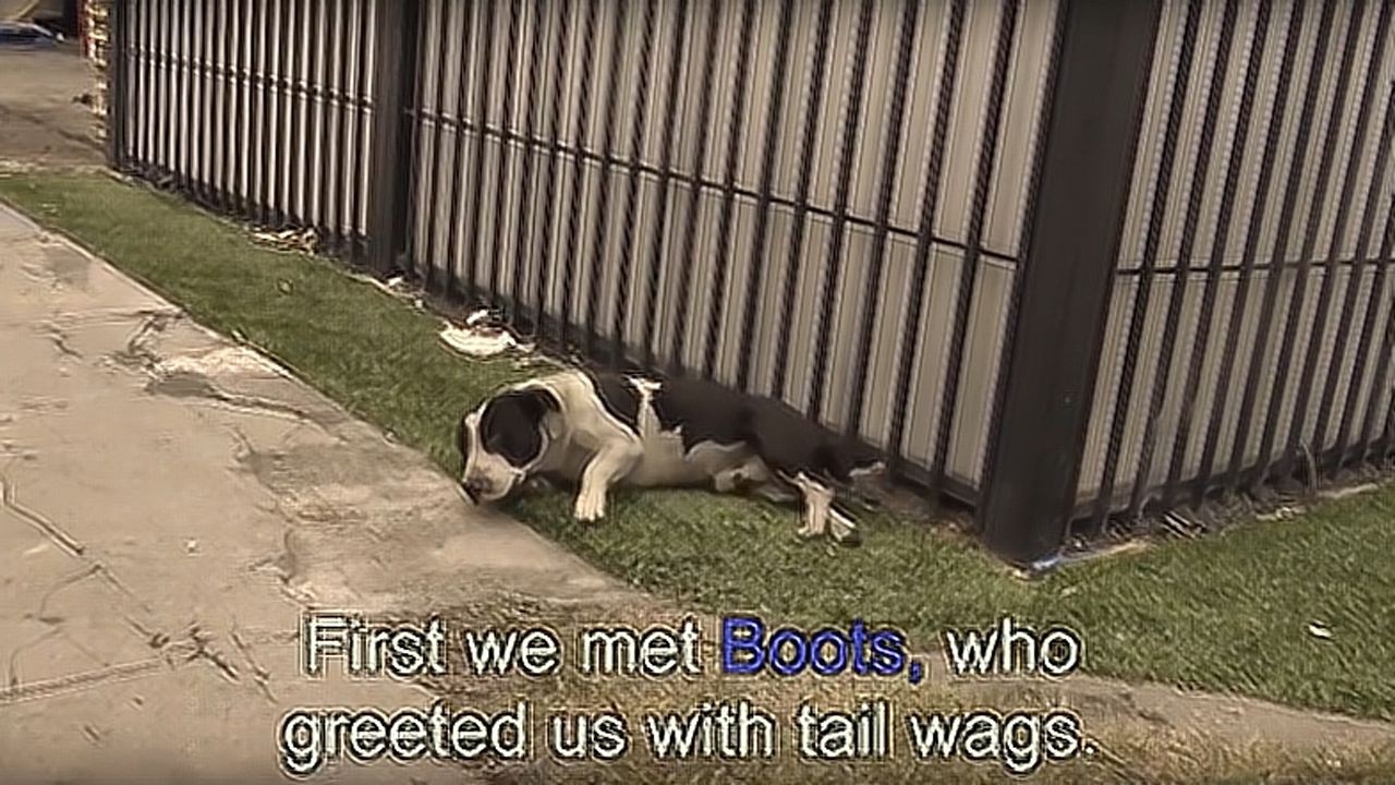 废弃的厂房藏着两只流浪狗与人第一次互动就这么和谐