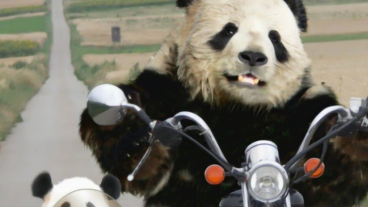 国宝大熊猫搞笑比二哈还独领风骚