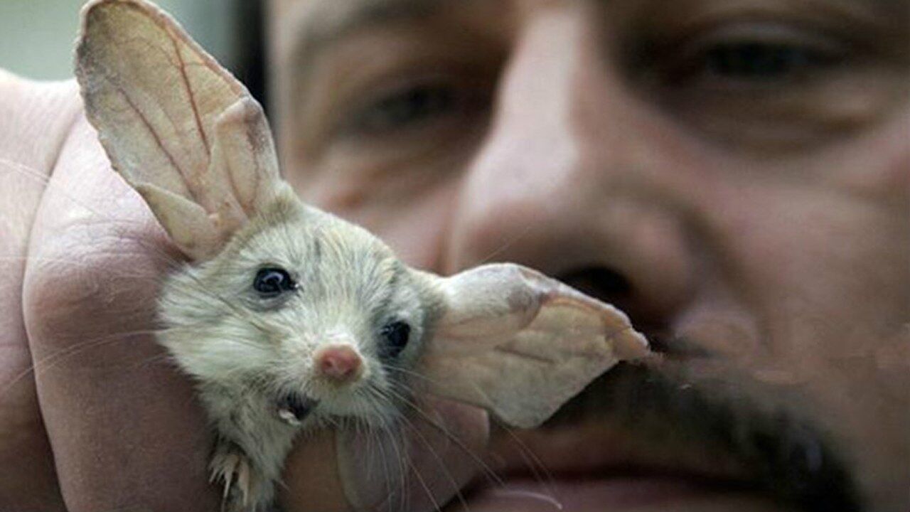 超级可爱的新晋网红宠物内蒙古沙漠中的长耳跳鼠