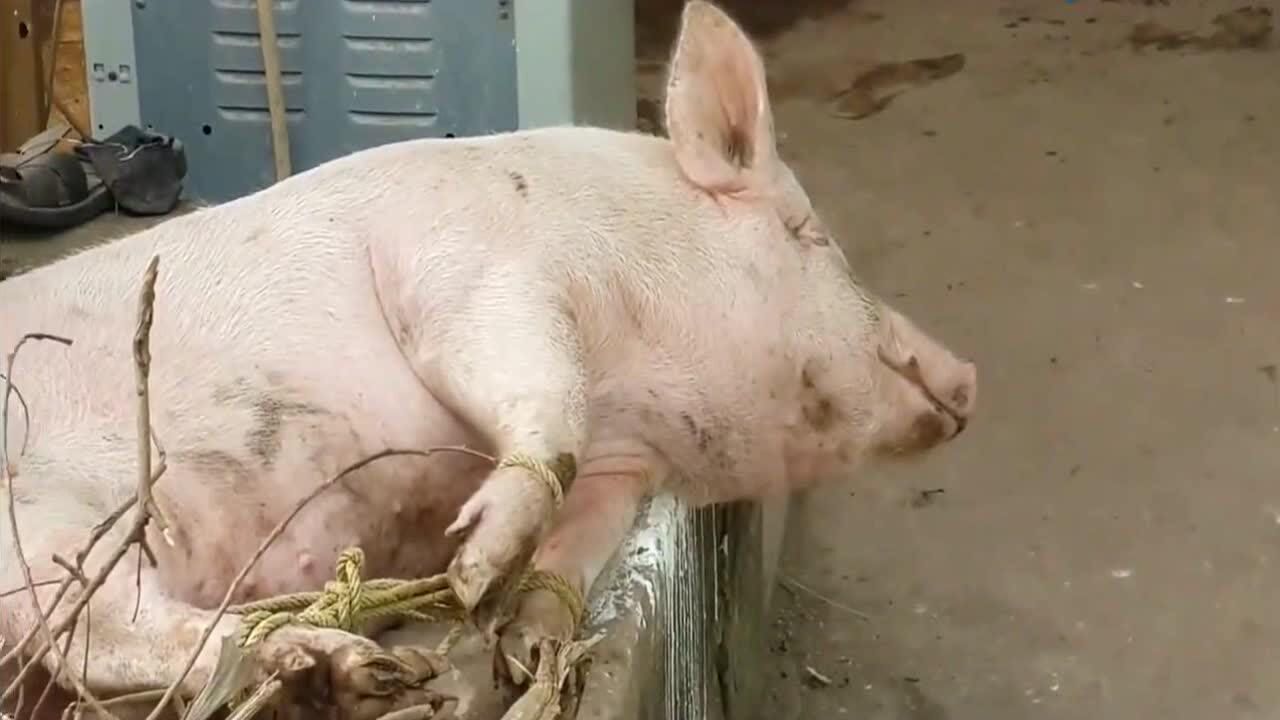 实拍农村过年杀猪的场景，感受下什么叫杀猪般的惨叫_高清