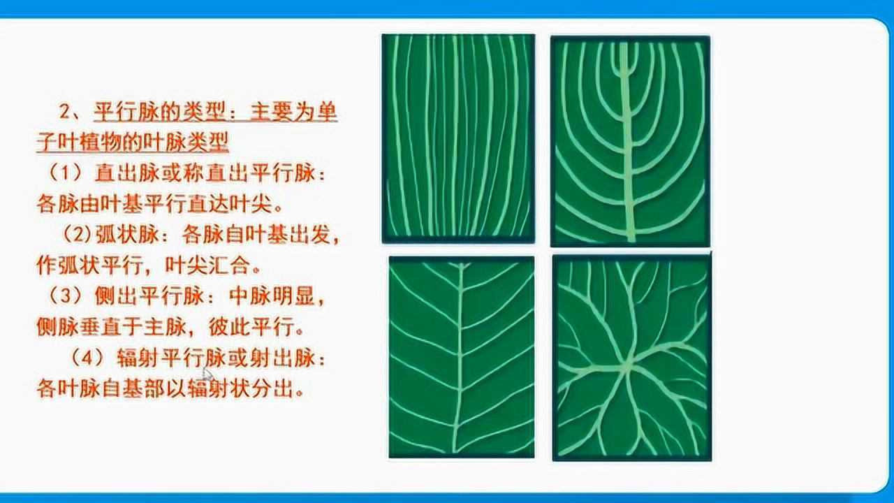 植物的叶序与叶脉_高清1080P在线观看平台_腾讯视频