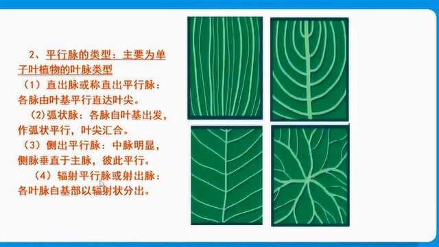 植物的叶序与叶脉_腾讯视频