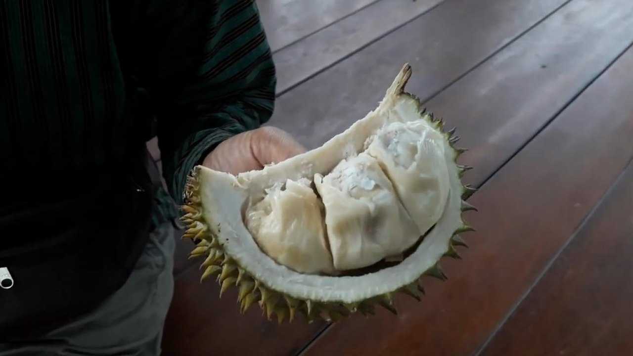 缅甸大叔打开自己种的榴莲不知道这样的榴莲国内会不会受欢迎