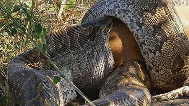 平头哥活吃大蠎蛇,场面震憾!