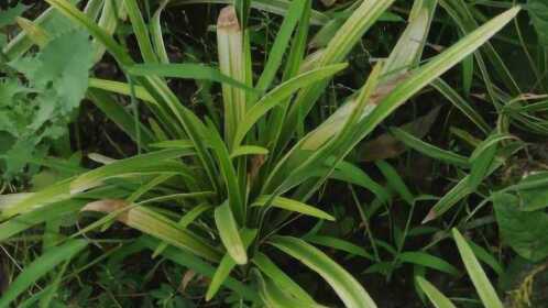 感冒咳嗽,农村称它"润肺草",润肺止咳比西药都好!