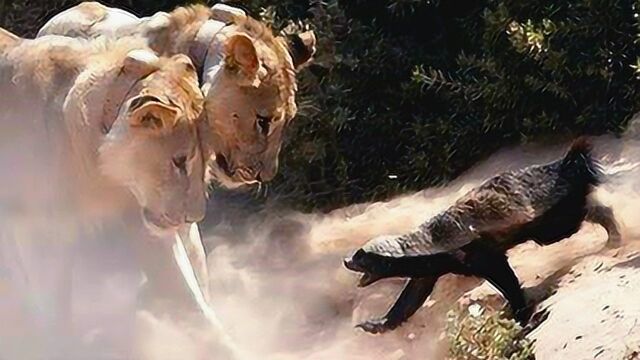 两只蜜獾突然遭遇6头狮子攻击平头哥二话不说直接干谁怕谁啊