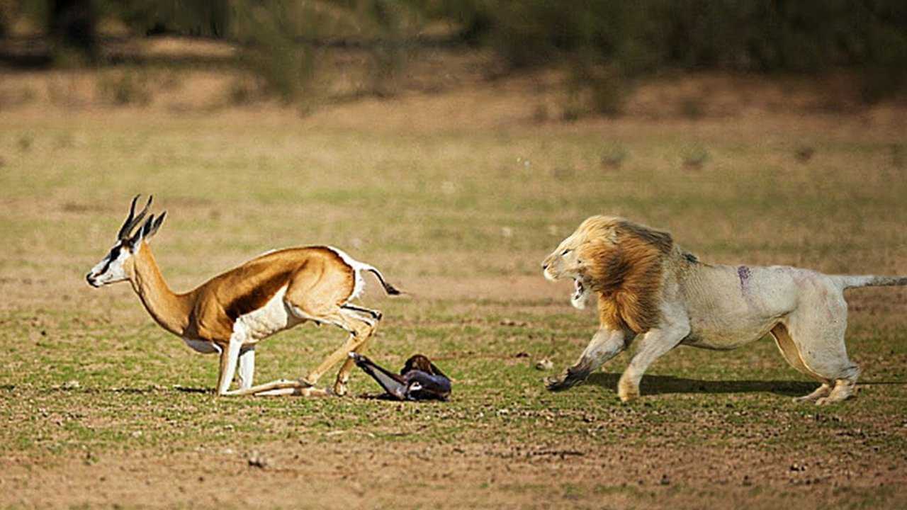 狮子和羚羊奔跑的图片图片