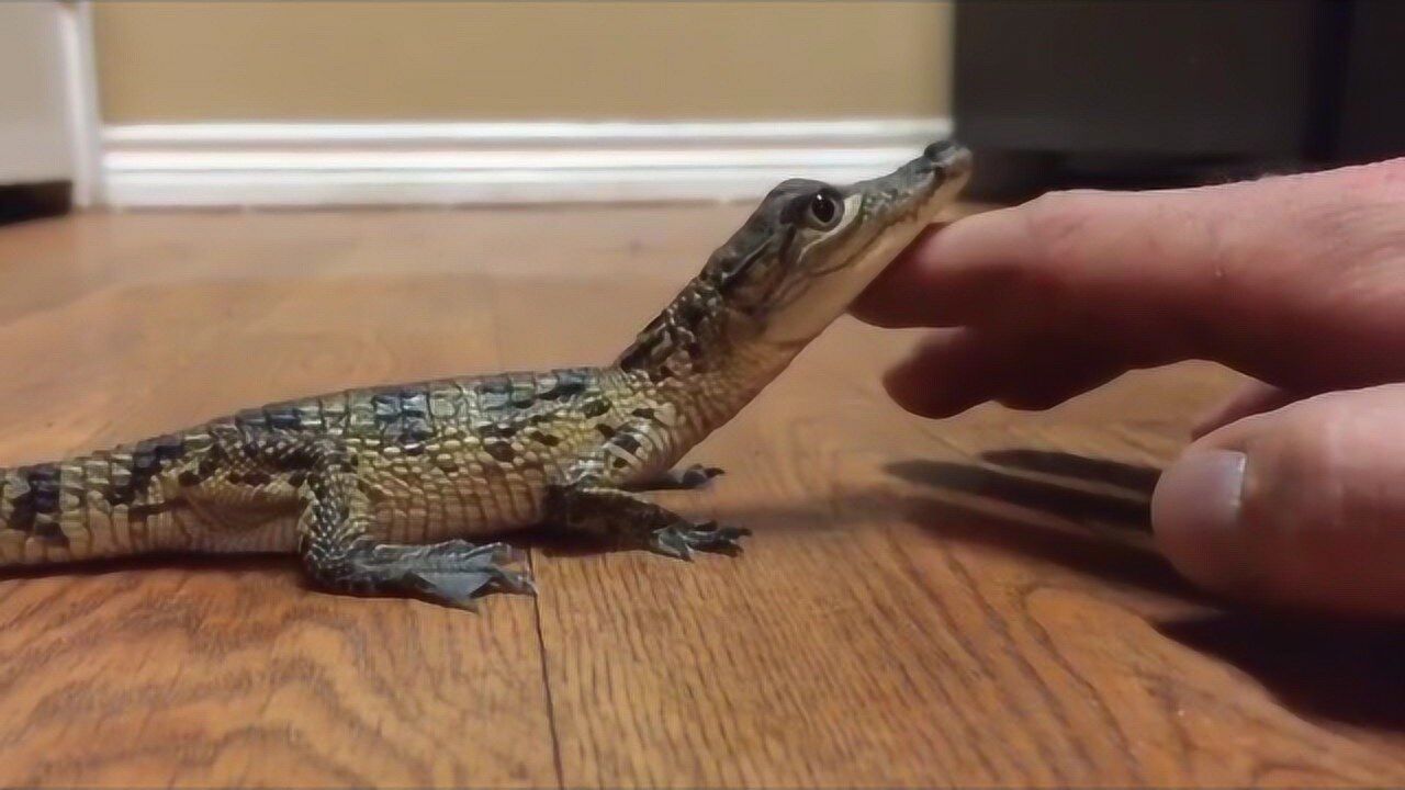 男子养了一只小鳄鱼当宠物,你不知道有多可爱