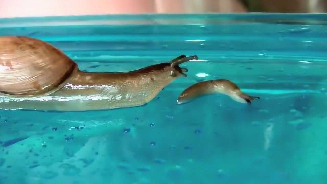 蜗牛吮吸鼻涕虫吃