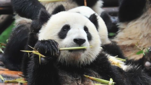 熊猫吃竹子为什么不会被扎的满嘴血？说出来你都不敢信