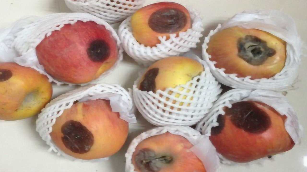 烂掉的苹果,千万别丢掉,特别"值钱",快告诉家里人