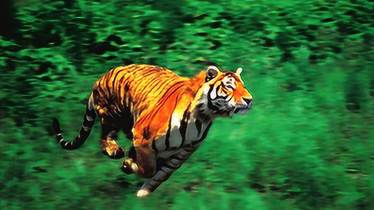 老虎飞奔猎杀鸵鸟 身姿不输猎豹 比猎豹奔跑速度还快