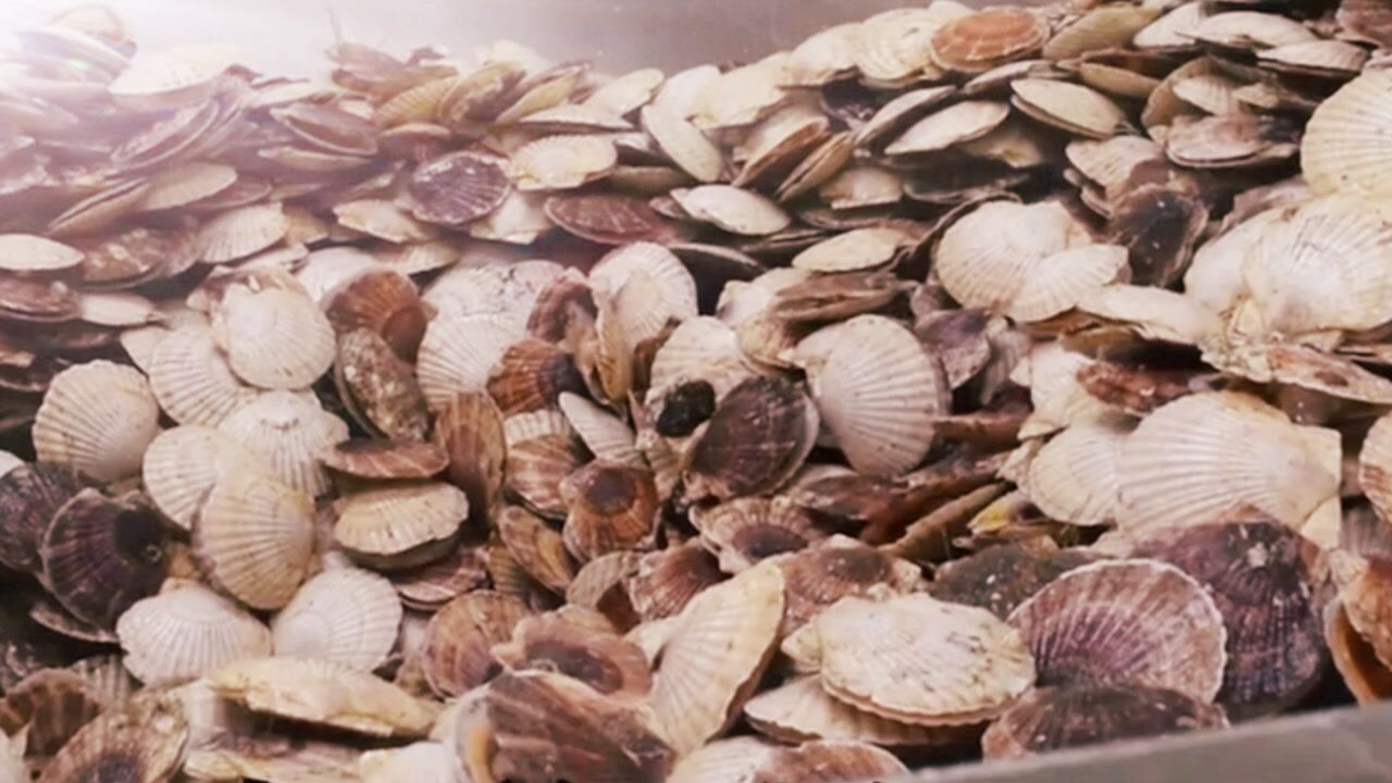 日本流水线加工扇贝效率高到难以想象