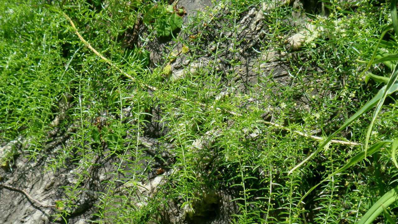 这种野草根是天然胰岛素这么多年都不知道它还能降血糖