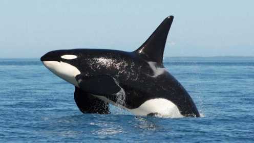大白鲨VS虎鲸，到底谁才是海洋霸主？
