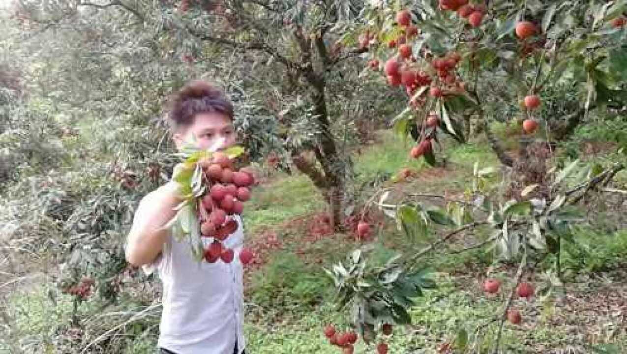 农村小伙教你正确的摘荔枝方法,过程轻松得让人拍手称赞_高清1080P在线观看平台_腾讯视频
