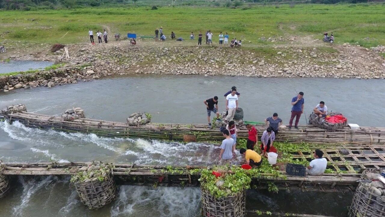 连平传承500年 的"鱼梁捕鱼"或将失传