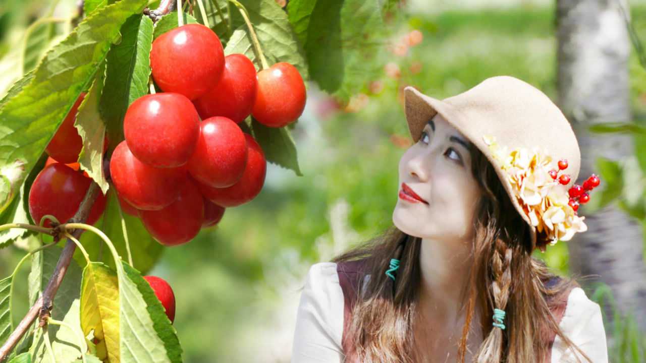 吃货福利!世界最大酸樱桃产地,美女竟然可以免费吃!