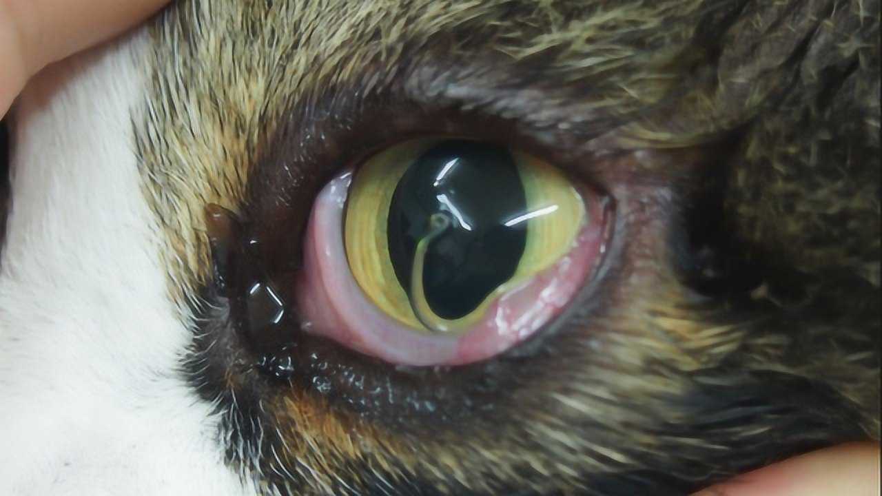 从猫咪身上拔出的超大寄生虫,太恐怖了,看的让人背后发冷