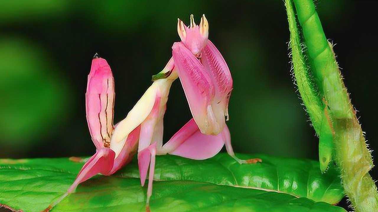 兰花螳螂世界上最漂亮的昆虫多少钱一只