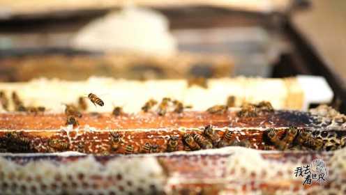 蜂蜜制造有多难？蜂农：一只蜜蜂往返500次，才能产出一克蜜