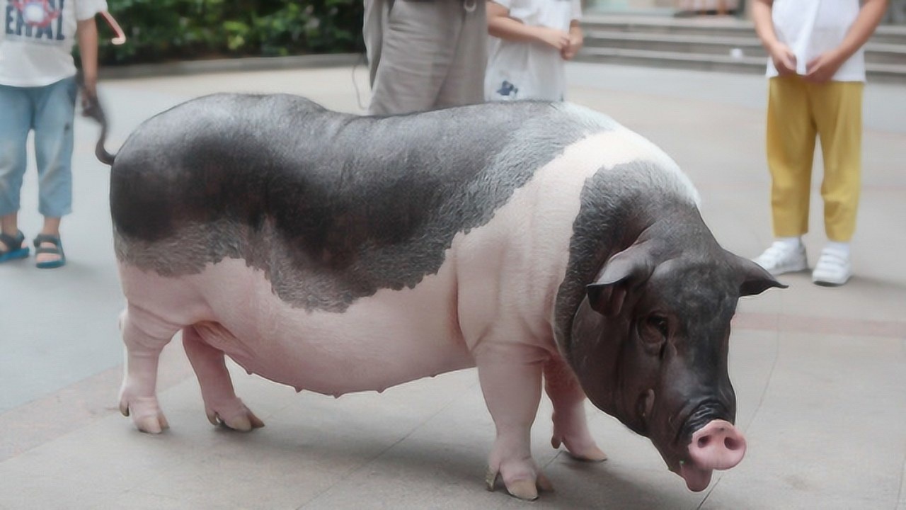 家养的宠物小香猪变身180斤大肥猪还有人出8万高价购买