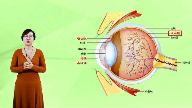 1.1眼睛构造