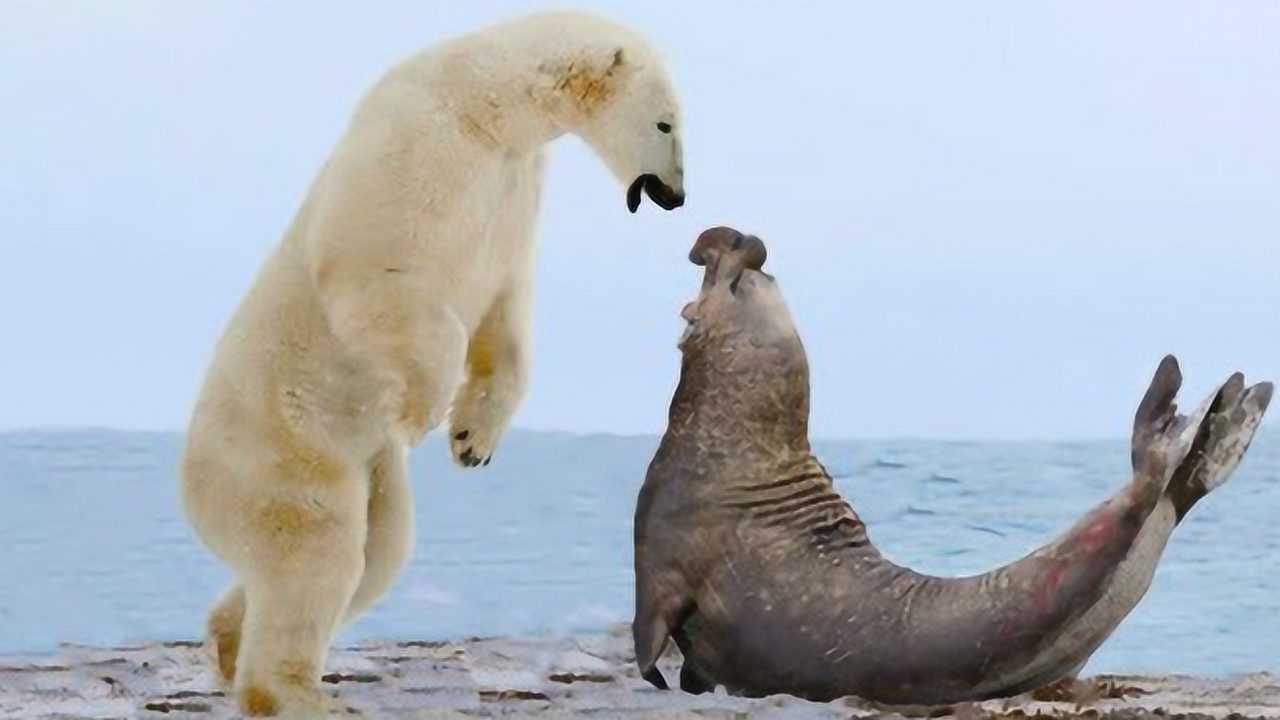 北极熊偷袭晒太阳的海豹剧情跌宕起伏镜头拍下全过程