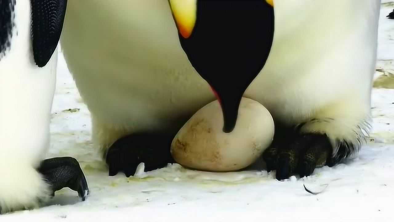 小企鹅妈妈下蛋爸爸孵蛋小短腿的一家超有爱