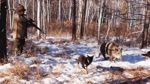 猎杀大野猪实拍:五条猎狗围捕,鄂伦春猎人一枪毙命