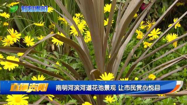 南明河河滨河道花池景观 让市民赏心悦目