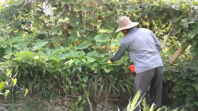 老农在菜地里采摘一种黄色的花朵,简单煮一下,味道鲜美