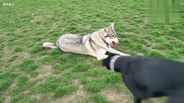 狗子打架 没想到杜宾犬也有受委屈的时候