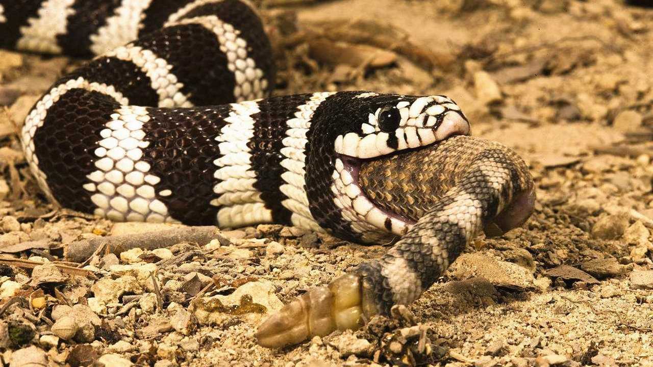 沙漠王蛇和布鲁克王蛇图片