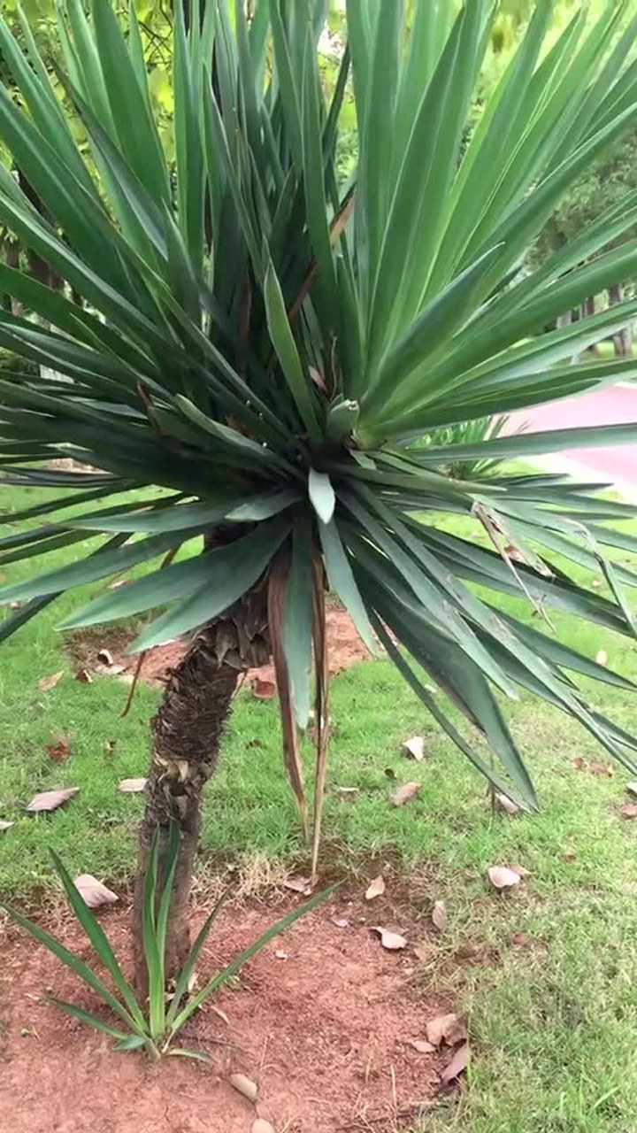 超級鐵樹,第一回見長這麼高的_騰訊視頻