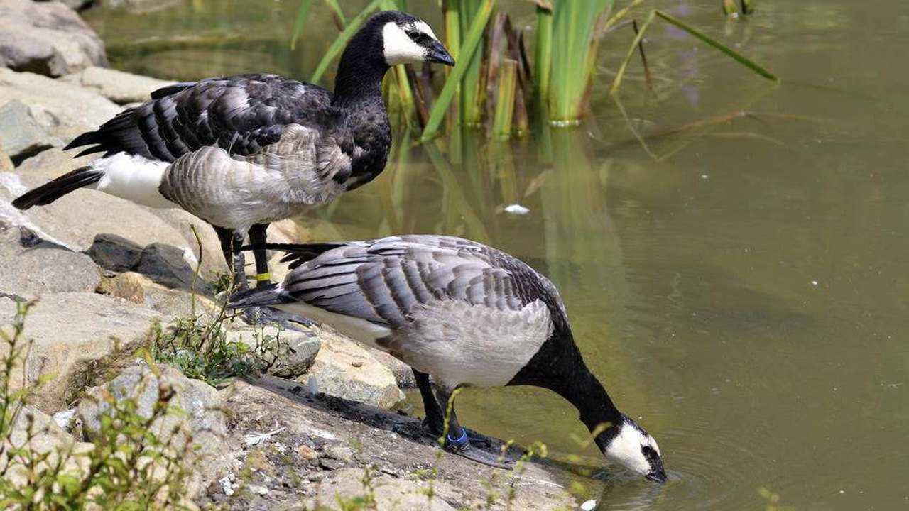 《人与自然》藤壶鹅把窝建在悬崖上,防止狐狸偷袭,小鹅跳崖记