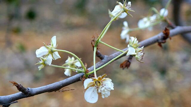 雪白梨花深秋时节离奇绽放 网友:不知春秋乱了季节