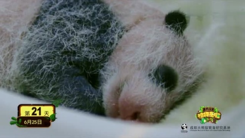原来大熊猫出生时拍过彩色照片 2分钟带你看国宝100天成长记