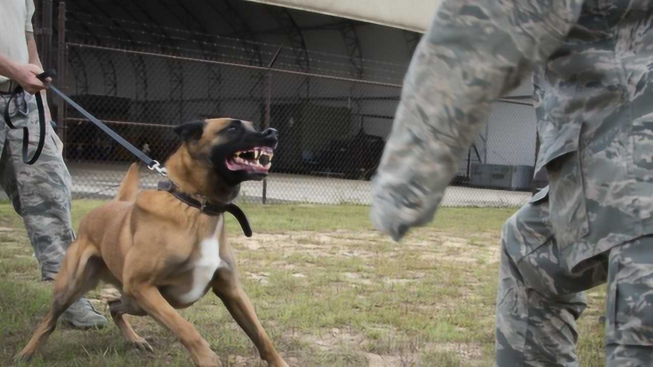 美军特种军犬装备钛合金狗牙一副就要2000美元为啥这么贵