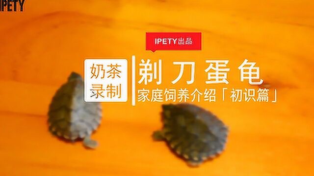 IPETY 奶茶录制 第二季九期@剃刀蛋龟家庭饲养介绍 初识篇