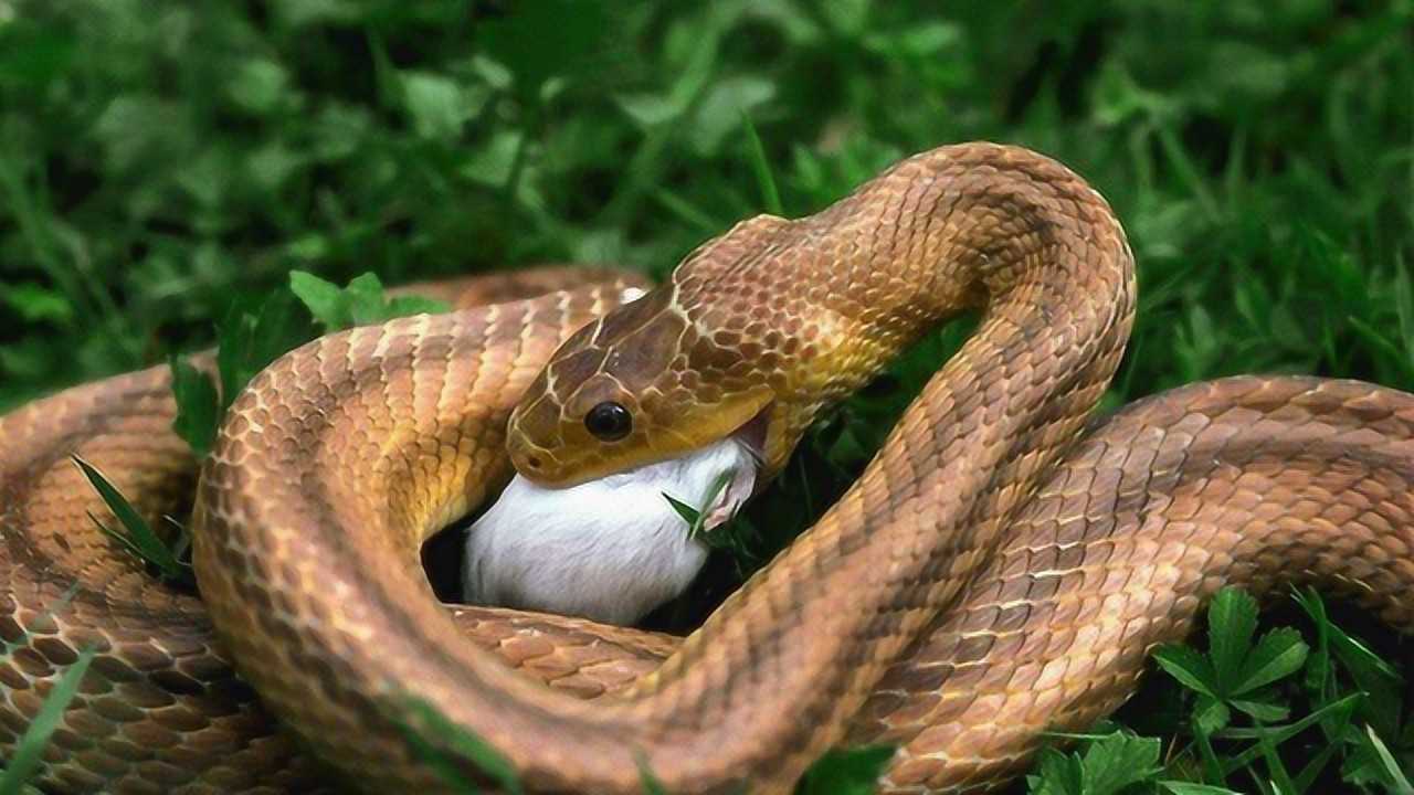 蛇为什么喜欢在春天蜕皮