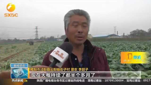 丰收的烦恼:泾阳700亩菜花滞销,又大又白,才卖3毛一斤